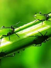 Пагонова малинова попелиця